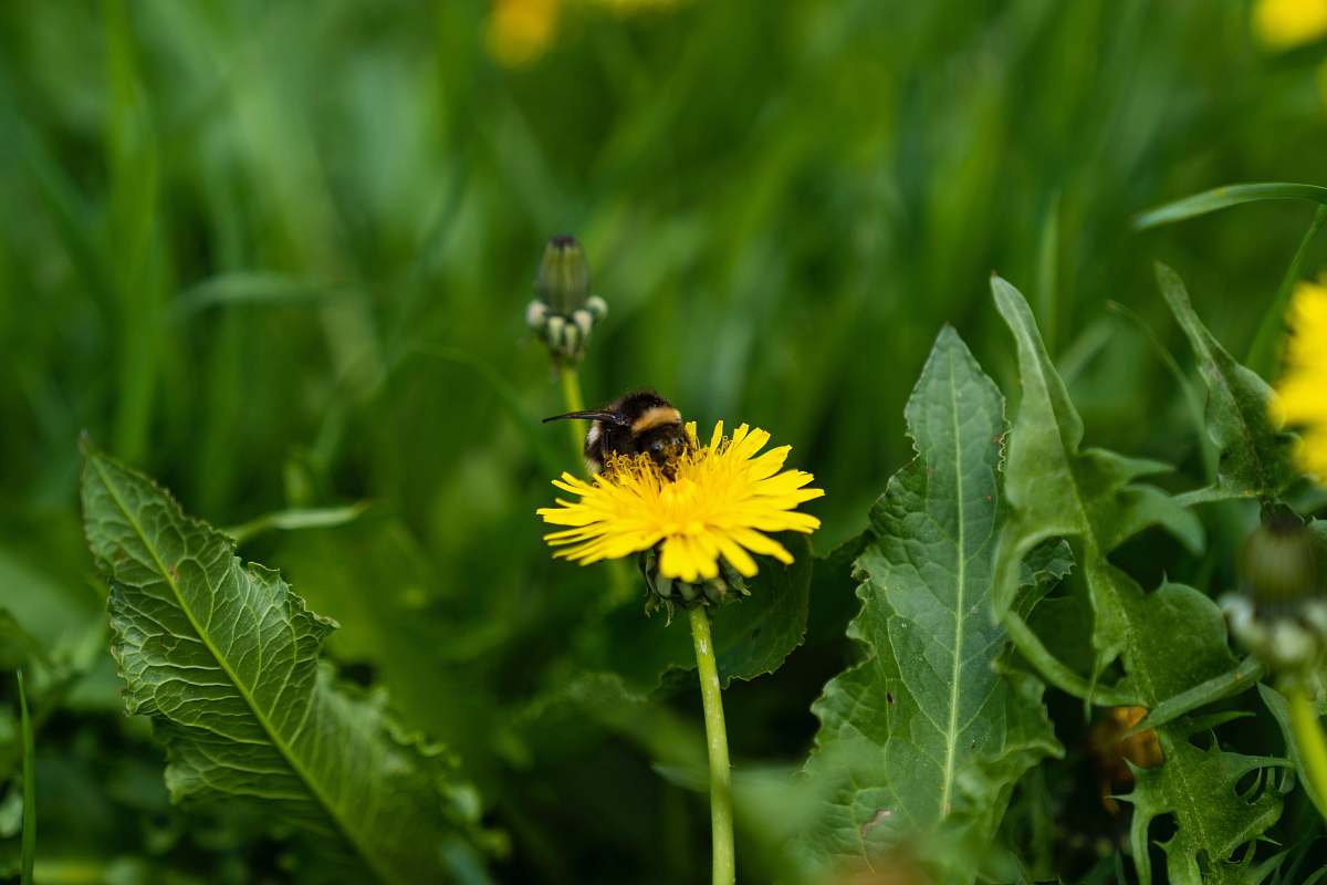 insect bee perching on flower apidae