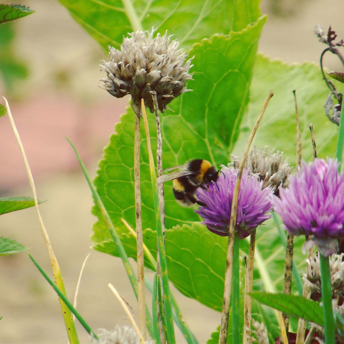 apidae bee pollinating on purple petaled flowers bee