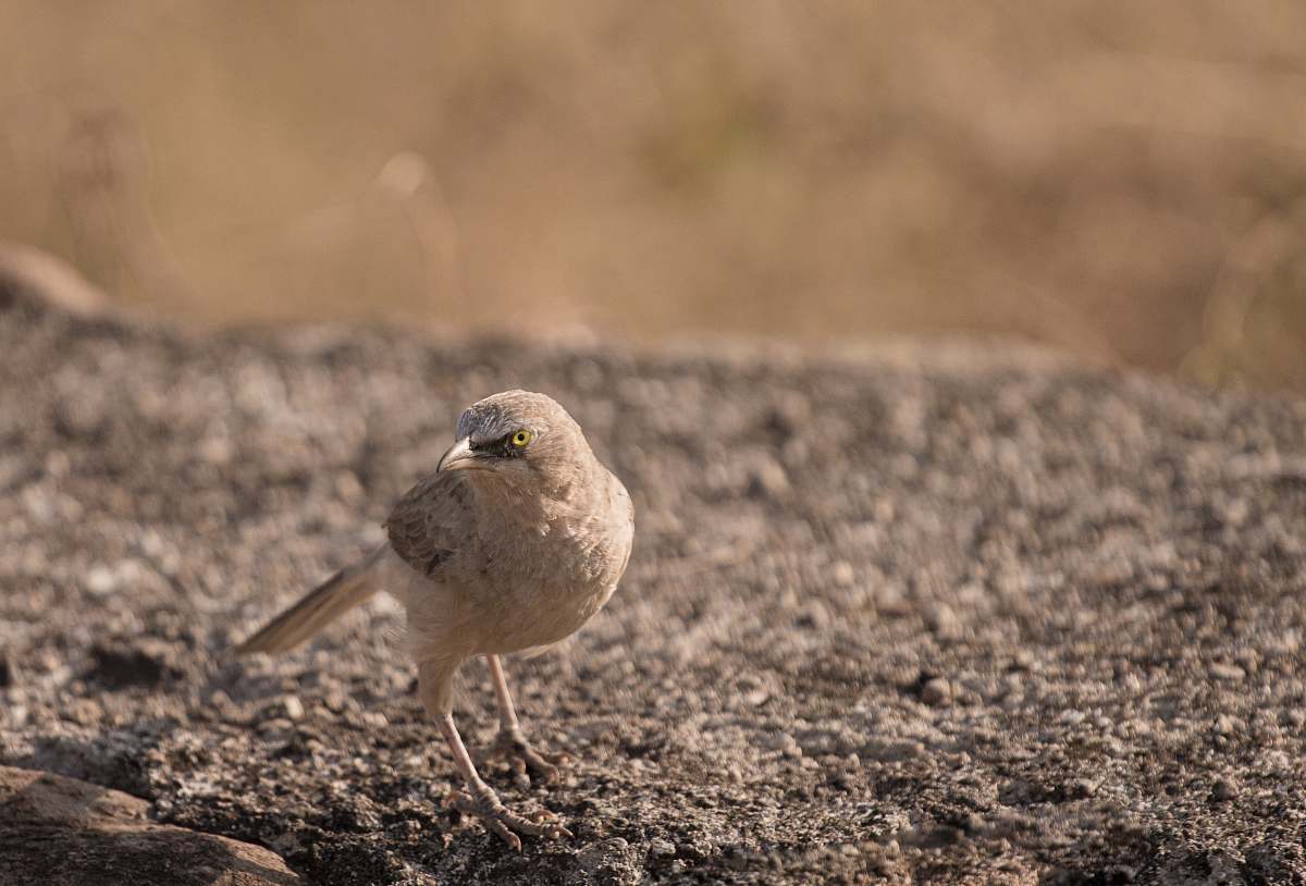 bird beige bird anthus