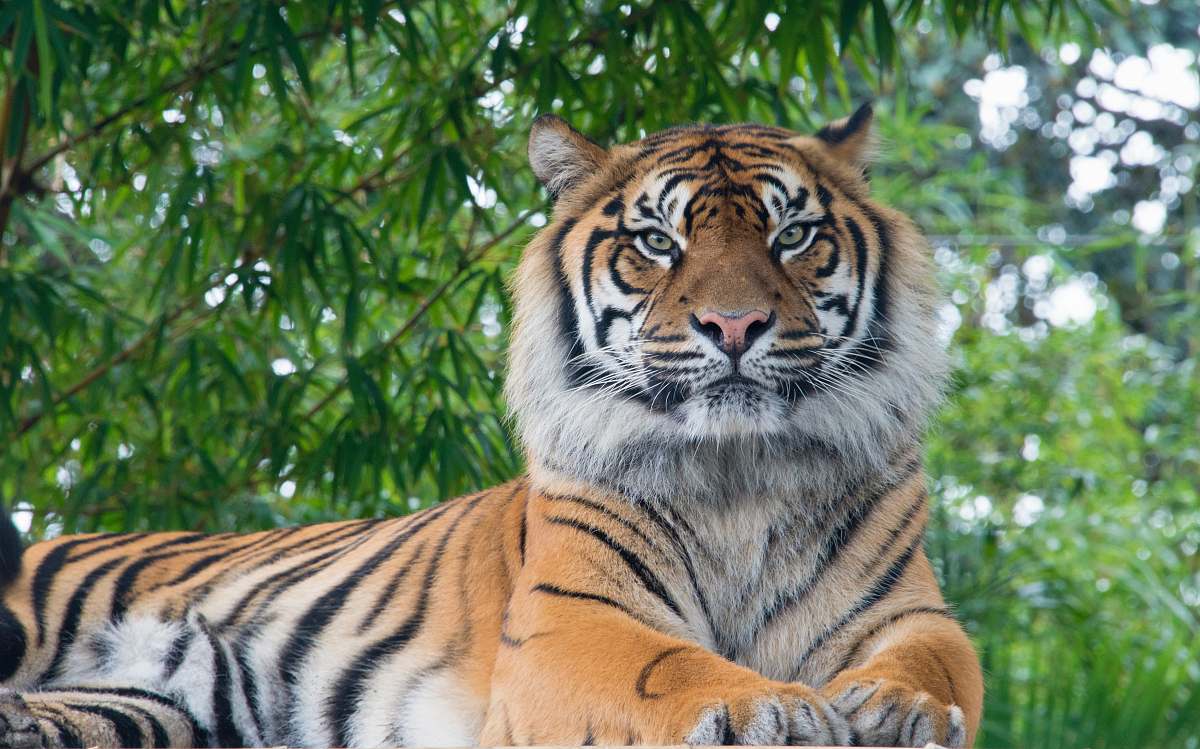 Mammal Bengal Tiger Lying Under Tree Tiger Image Free Photo