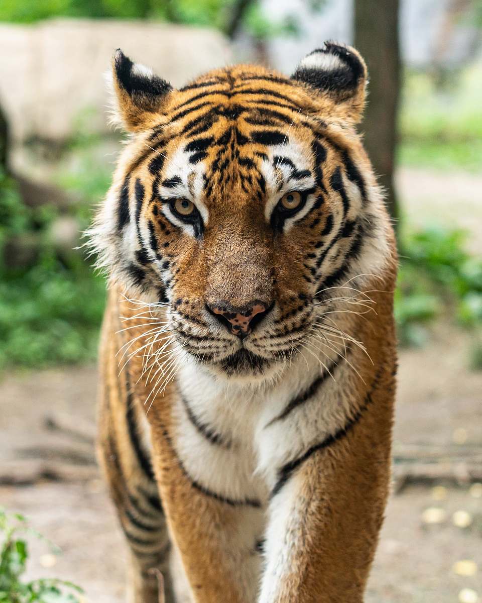 mammal Bengal tiger tiger