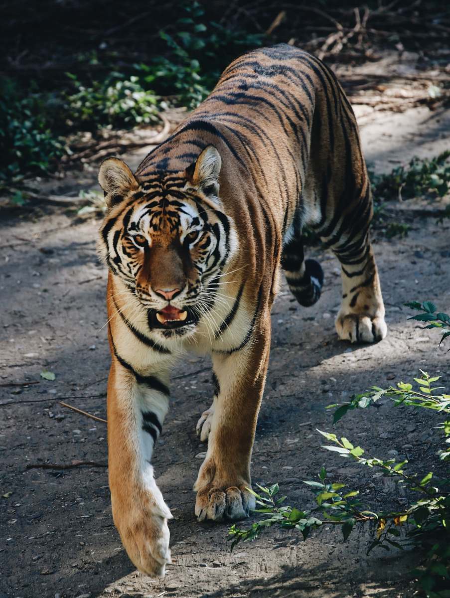 tiger Bengal tiger wildlife