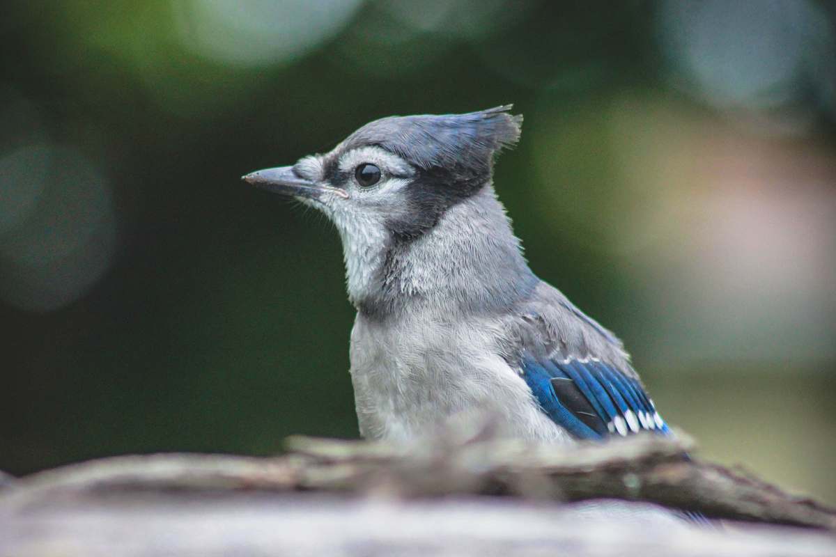 bird bird during day jay