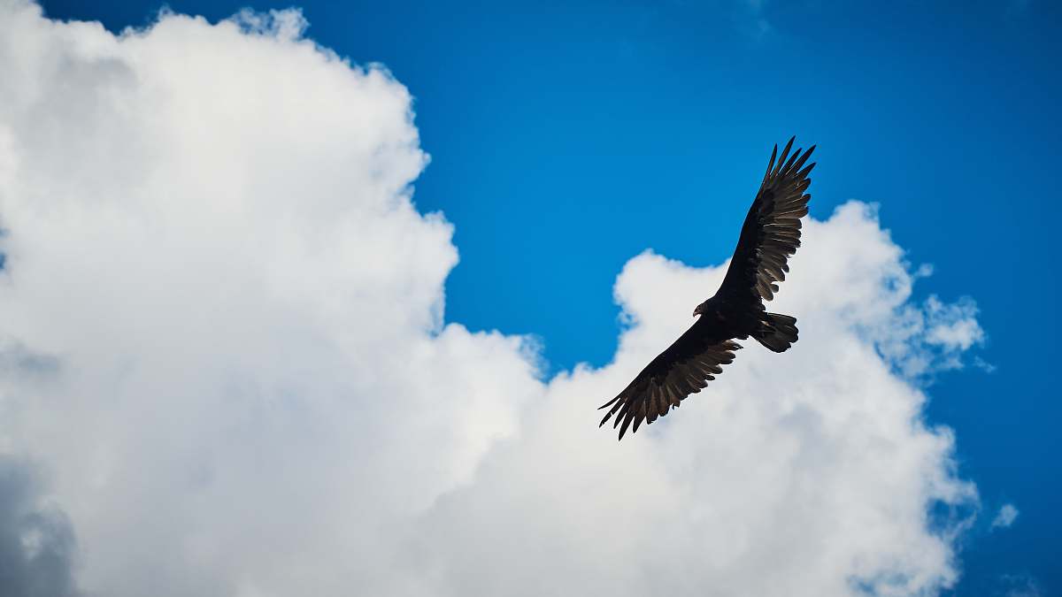 bird bird flying during day vulture