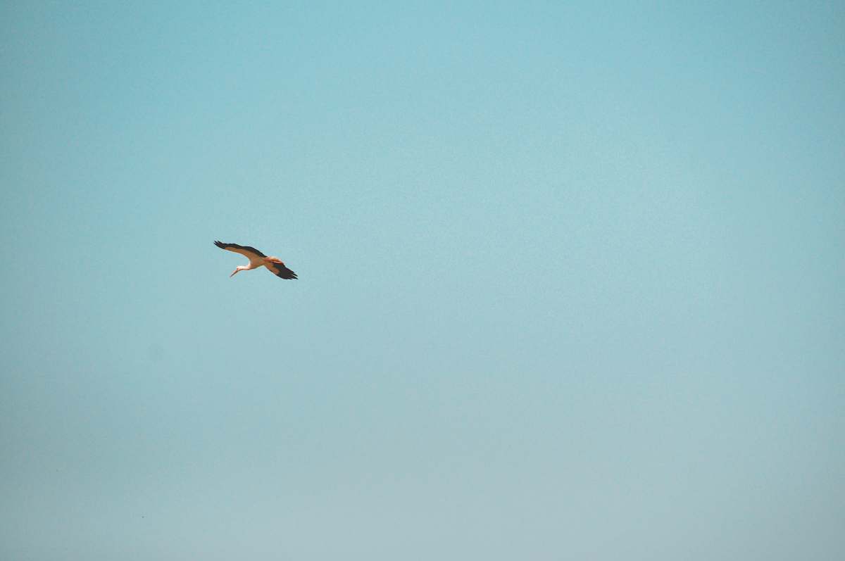 bird bird flying during daytime flying