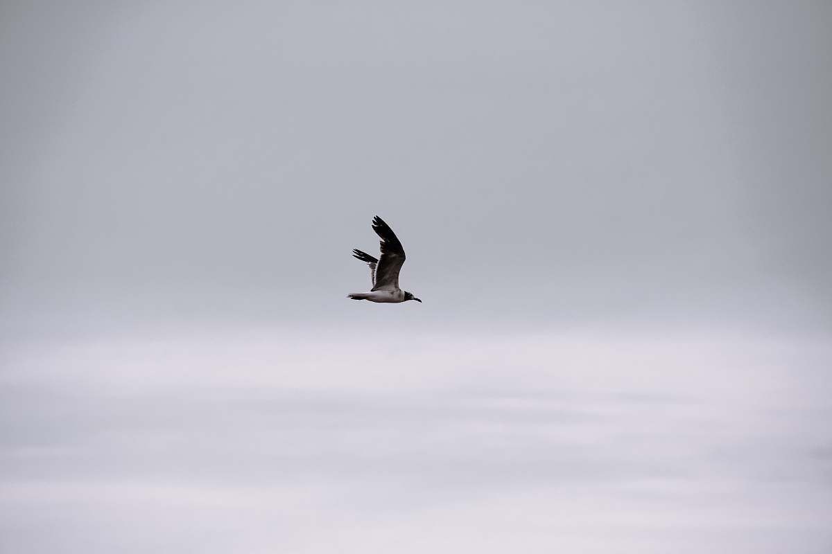 bird bird flying in sky during daytime flying