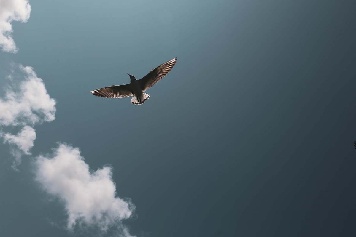 bird bird flying under gray sky and white clouds during daytime flying