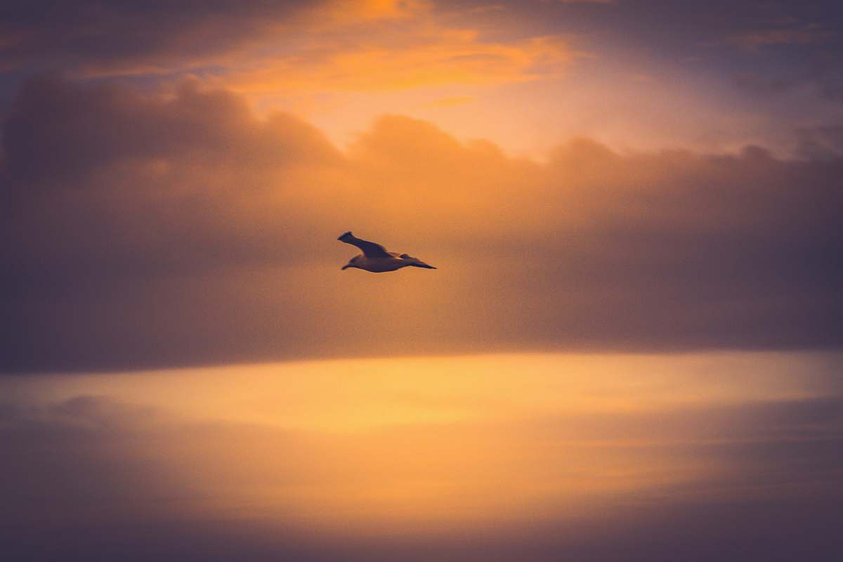 Capture the serene beauty of nature with this breathtaking image of a bird soaring gracefully through the vibrant skies at sunset. The warm hues of orange and pink create a perfect backdrop, making it an ideal visual for projects related to wildlife, freedom, and inspiration. This image can be used for travel blogs, environmental campaigns, or as a calming addition to any digital or print media.