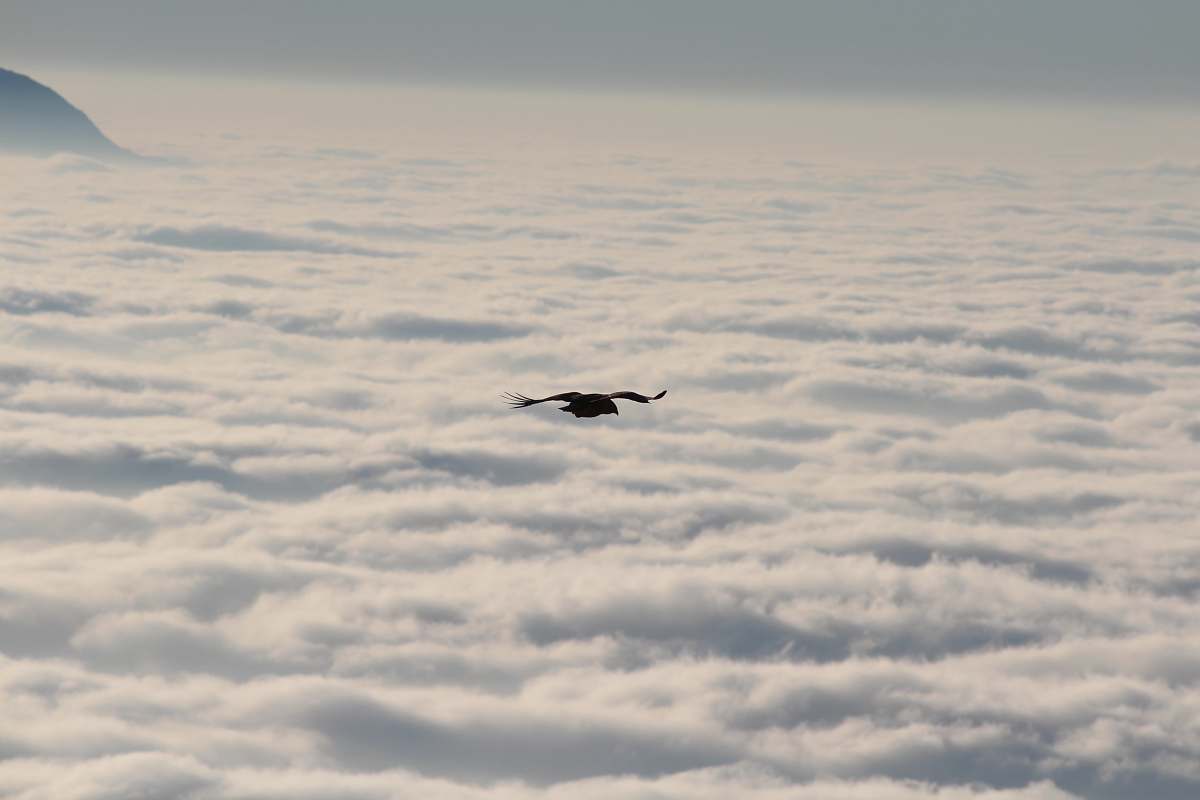 bird bird in sky with clouds during daytime grey