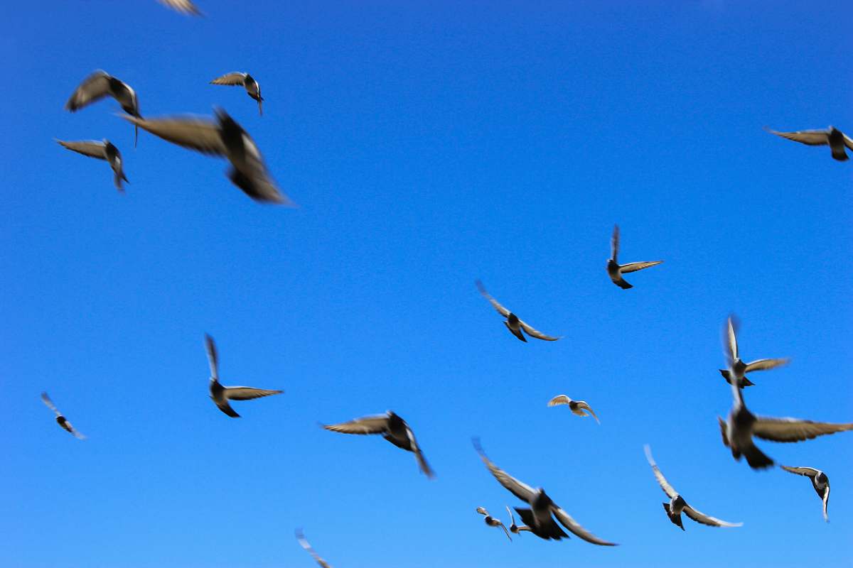 bird bird lot flying during daytime flock