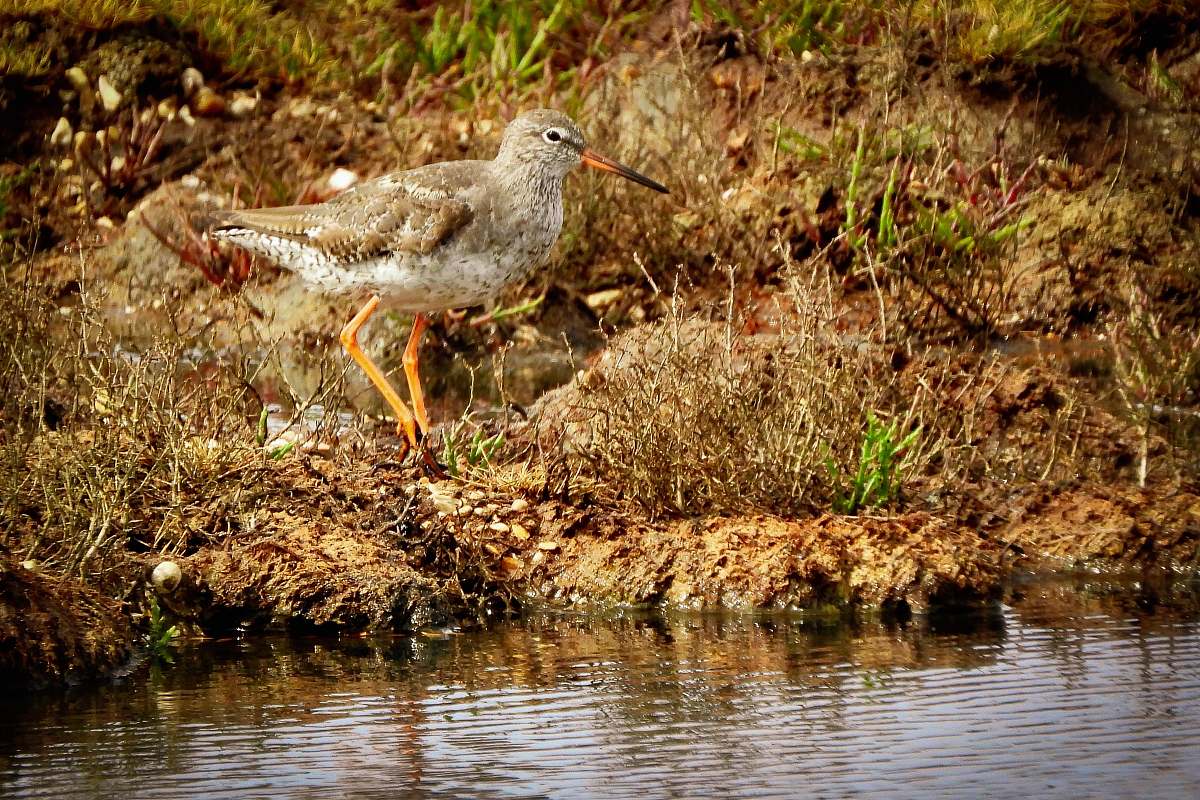 bird bird near water nature