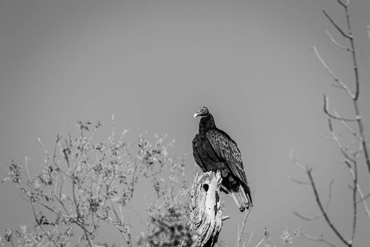 bird bird on bare tree black-and-white
