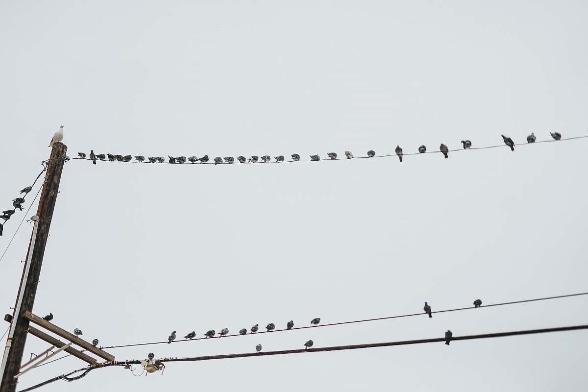 grey bird on black electric wires scenery flock