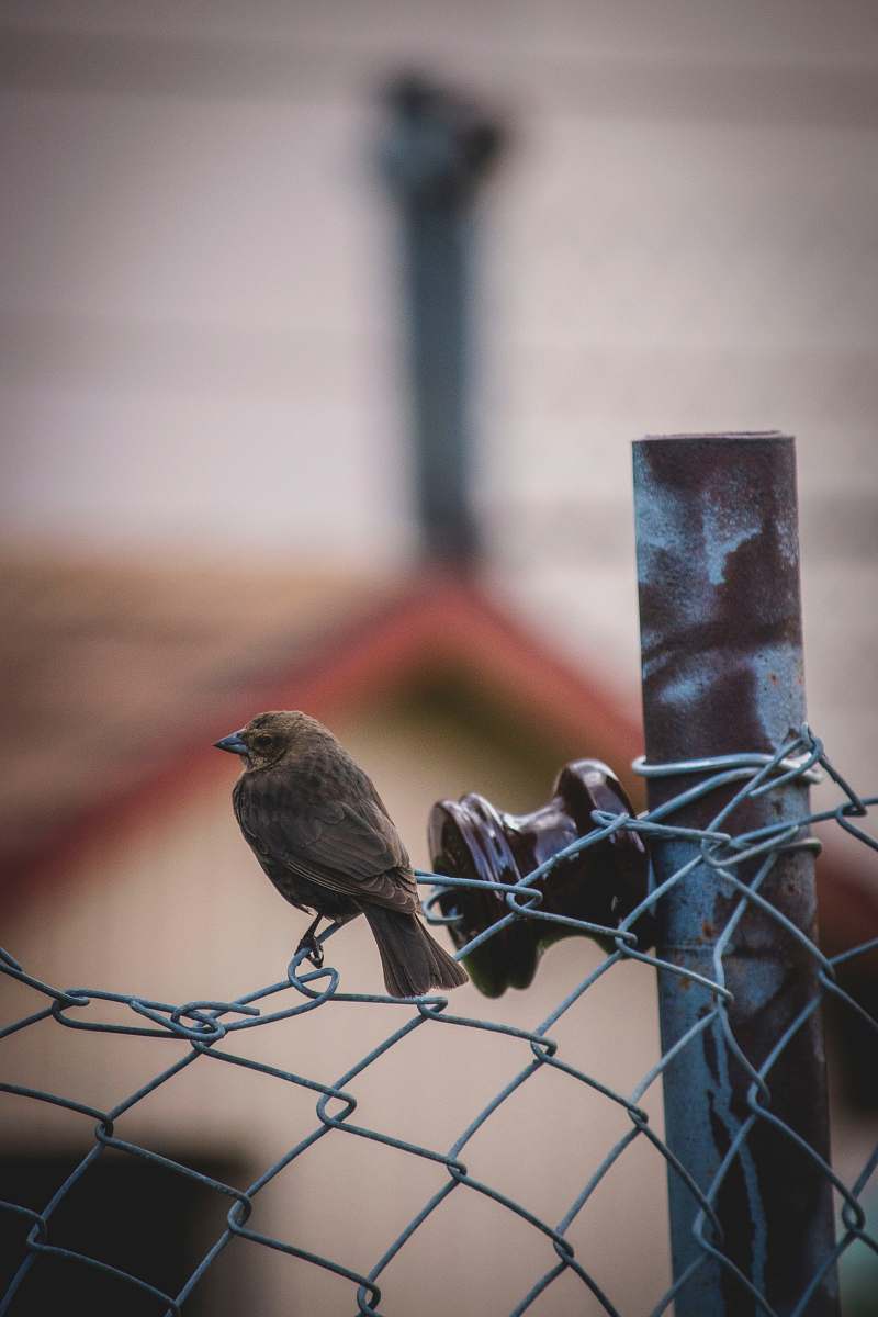 bird bird on chain link fence agelaius