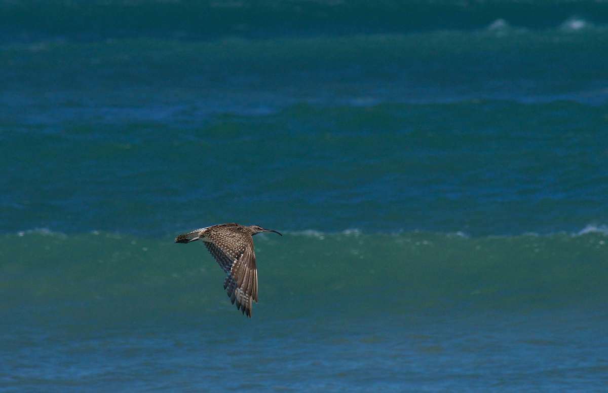 Capture the beauty of nature with this stunning image of a bird gracefully soaring through the sky above a tranquil beach. Perfect for projects related to wildlife, coastal scenery, or ecological awareness, this photograph showcases the freedom and elegance of avian life. Ideal for use in travel blogs, environmental campaigns, or as decorative art in coastal homes.