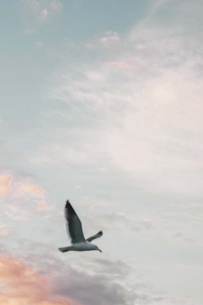 bird bird on flight grey
