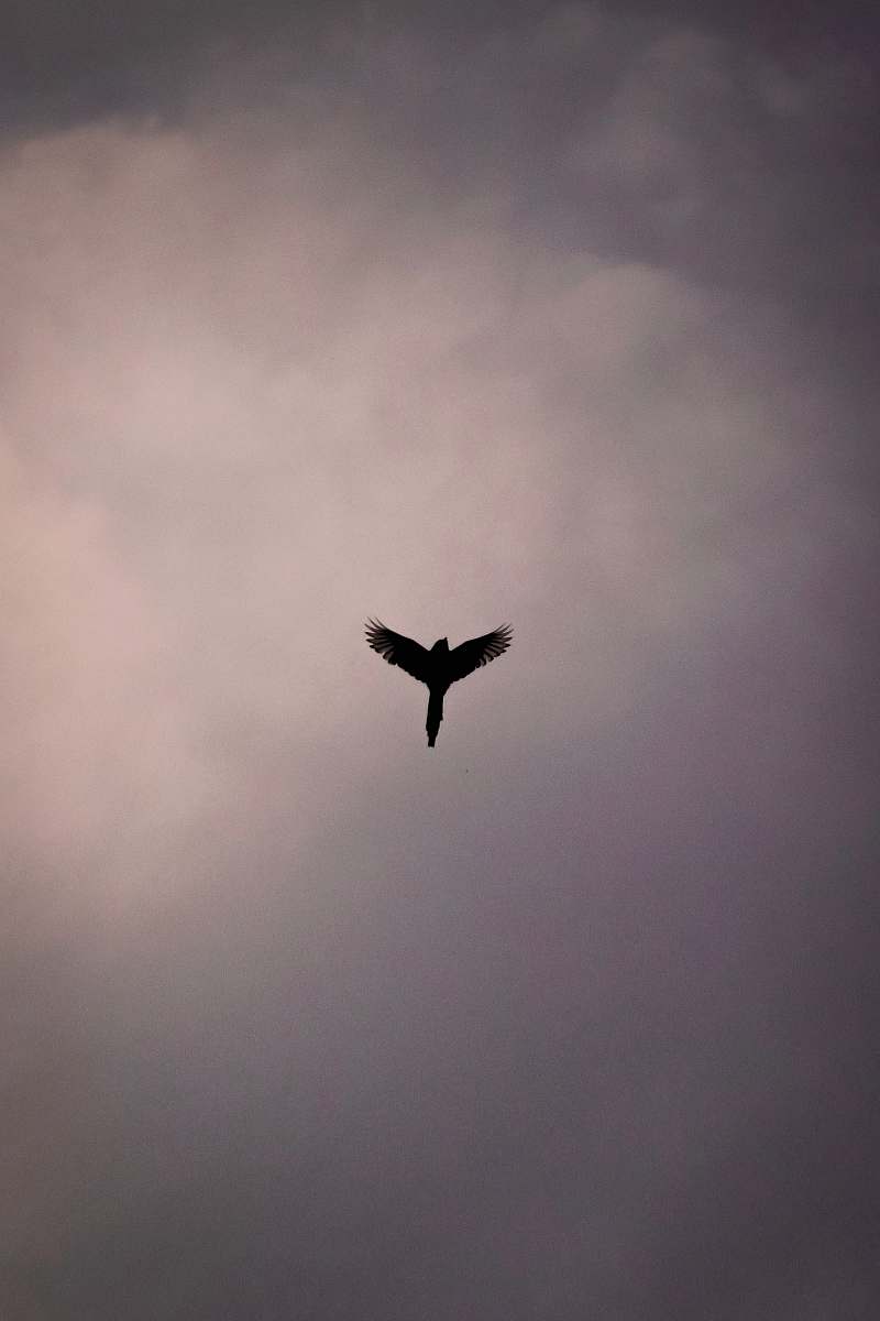 bird bird on mid air flying