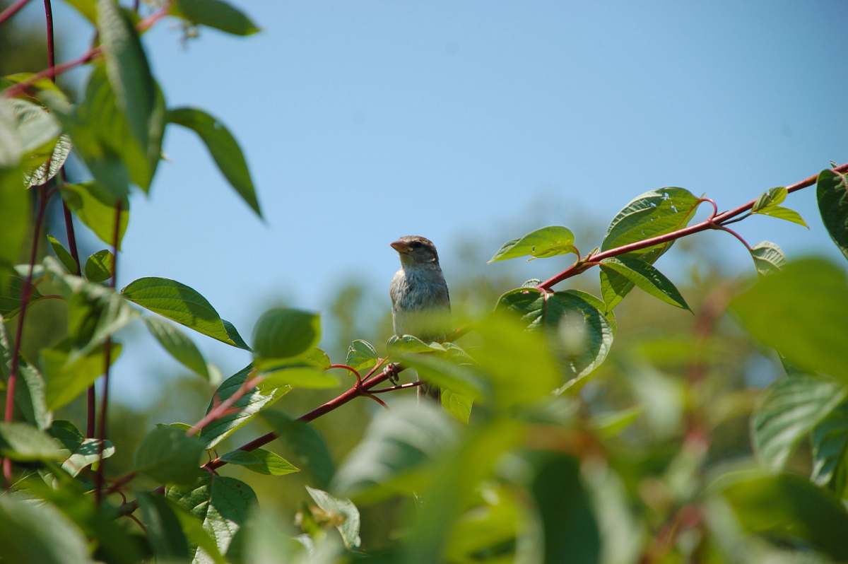 bird bird on plant sparrow