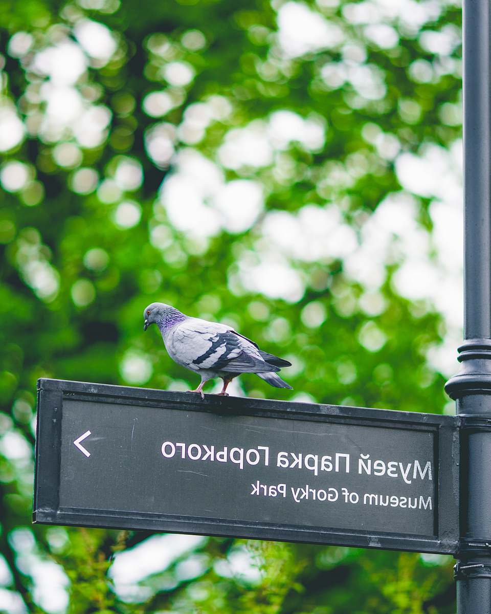 dove bird on sign board bird
