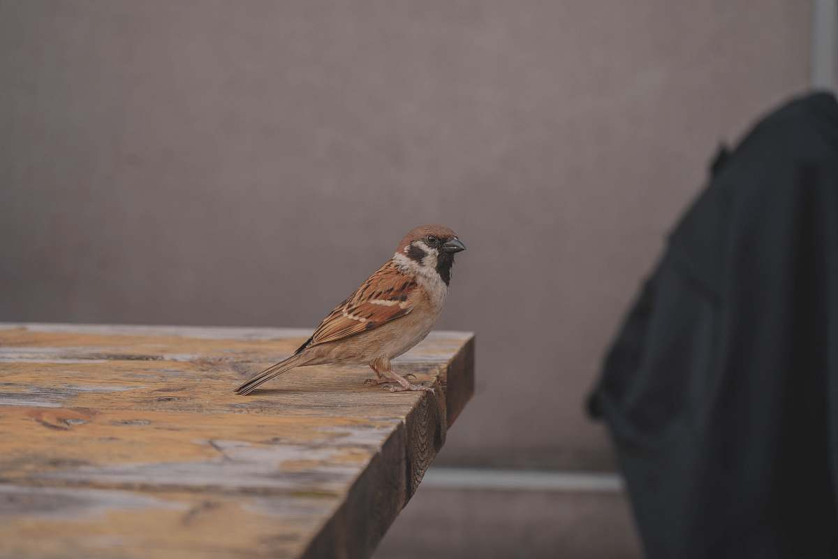 bird bird on table sparrow