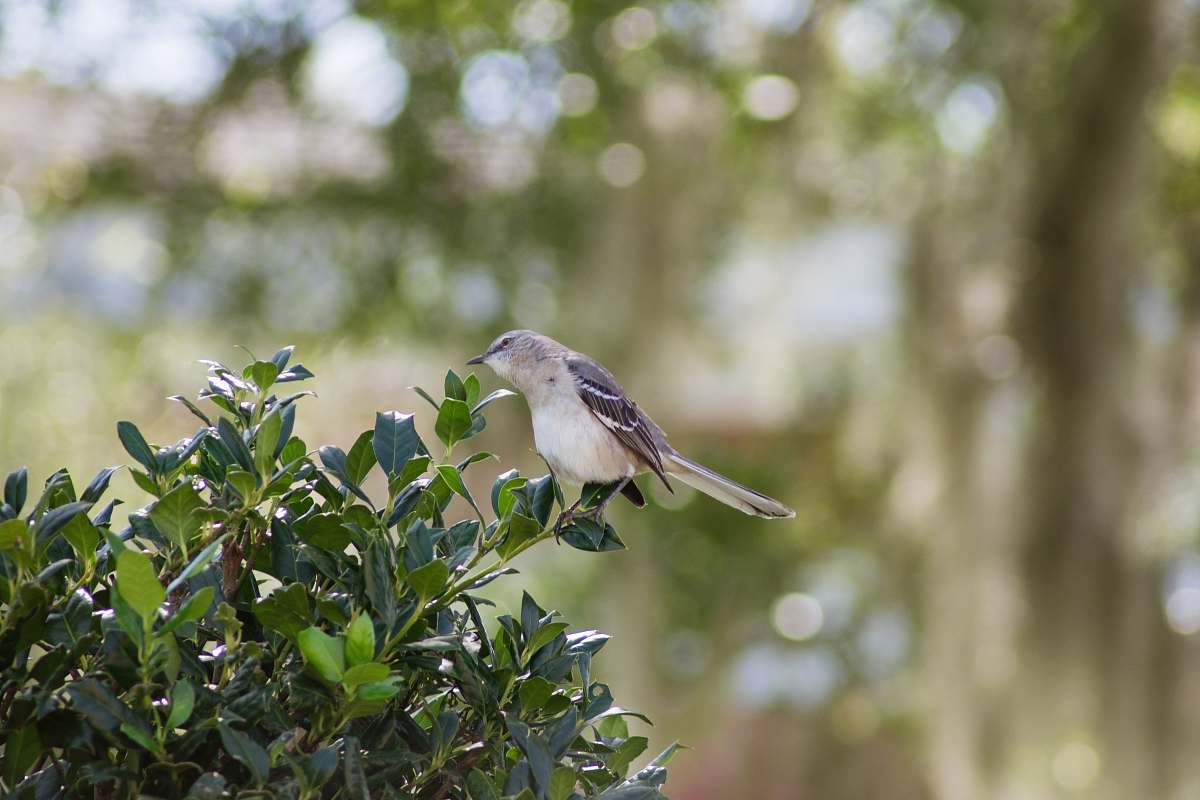 bird bird on tree sparrow