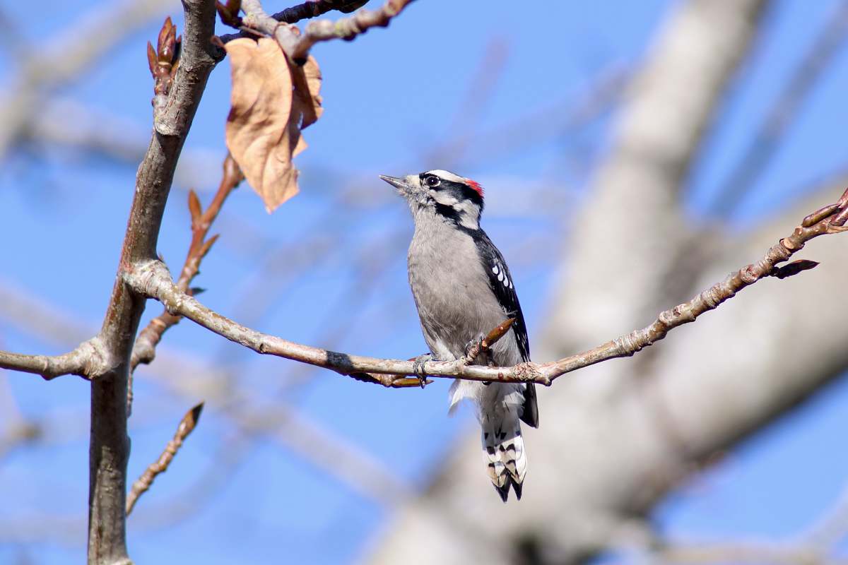 bird bird on tree branch sparrow
