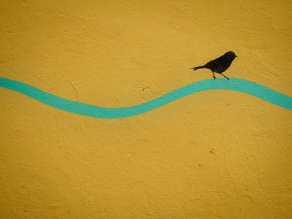 bird bird painting on wall agelaius