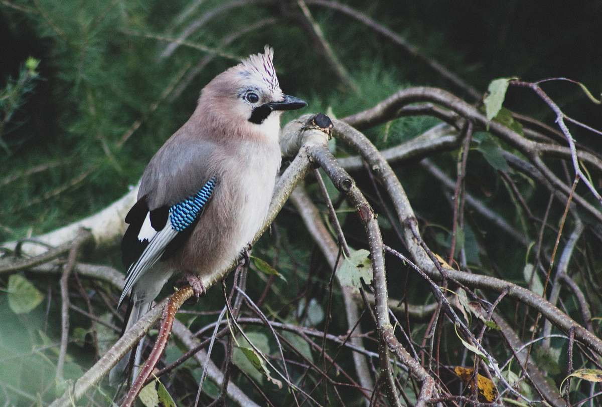 jay bird perch on tree branch blue jay