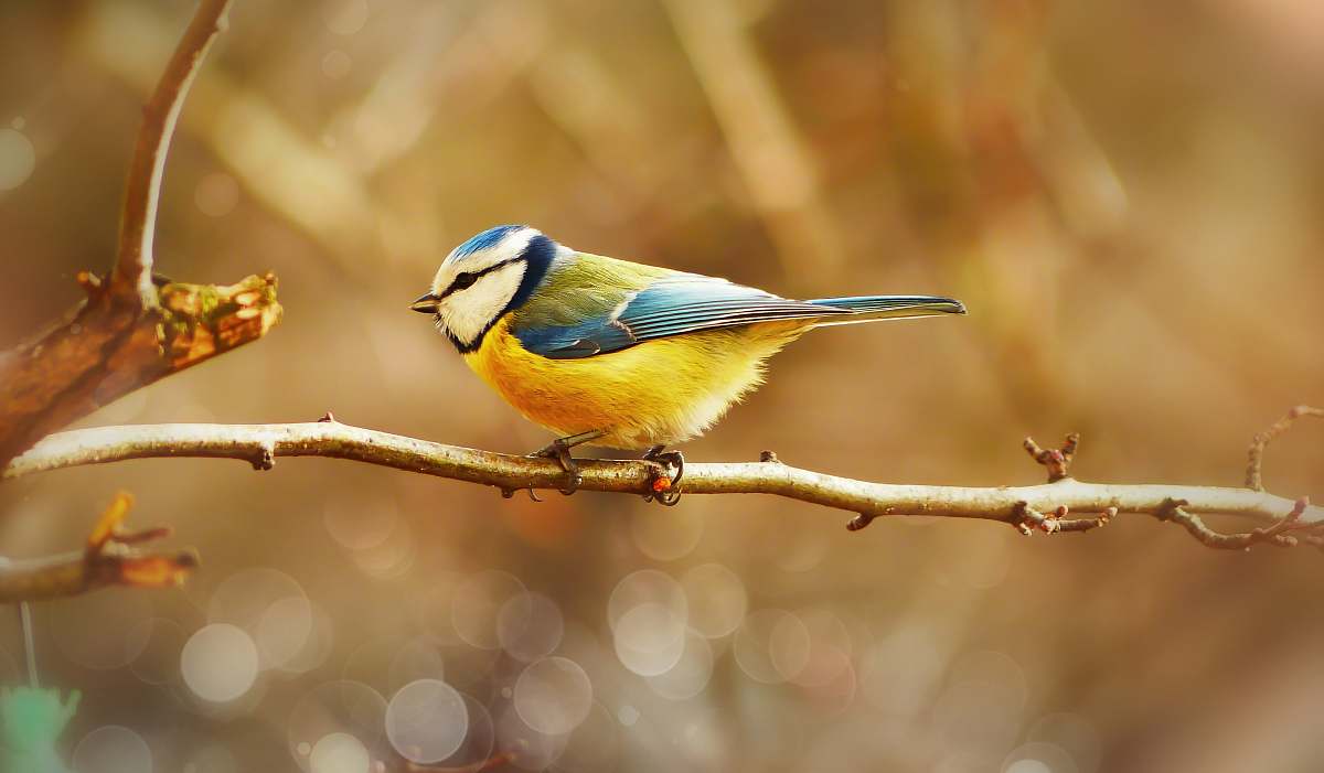 bird bird perched on branch bee eater