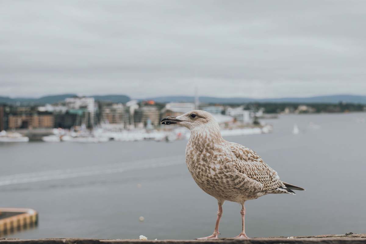 bird bird perched on brown surface seagull
