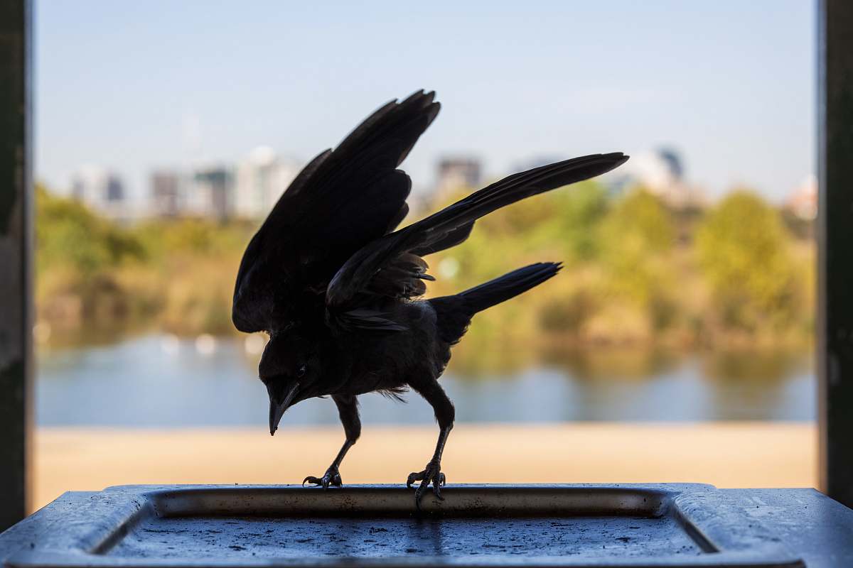 bird bird perched on gray surface crow