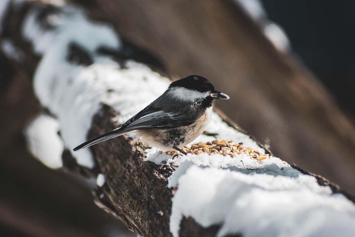 bird bird perched on tree with snow finch