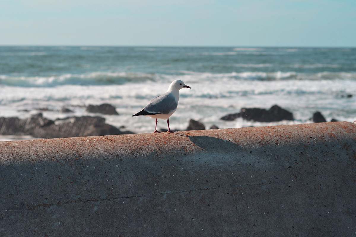 bird bird perched on wall near body of water seagull