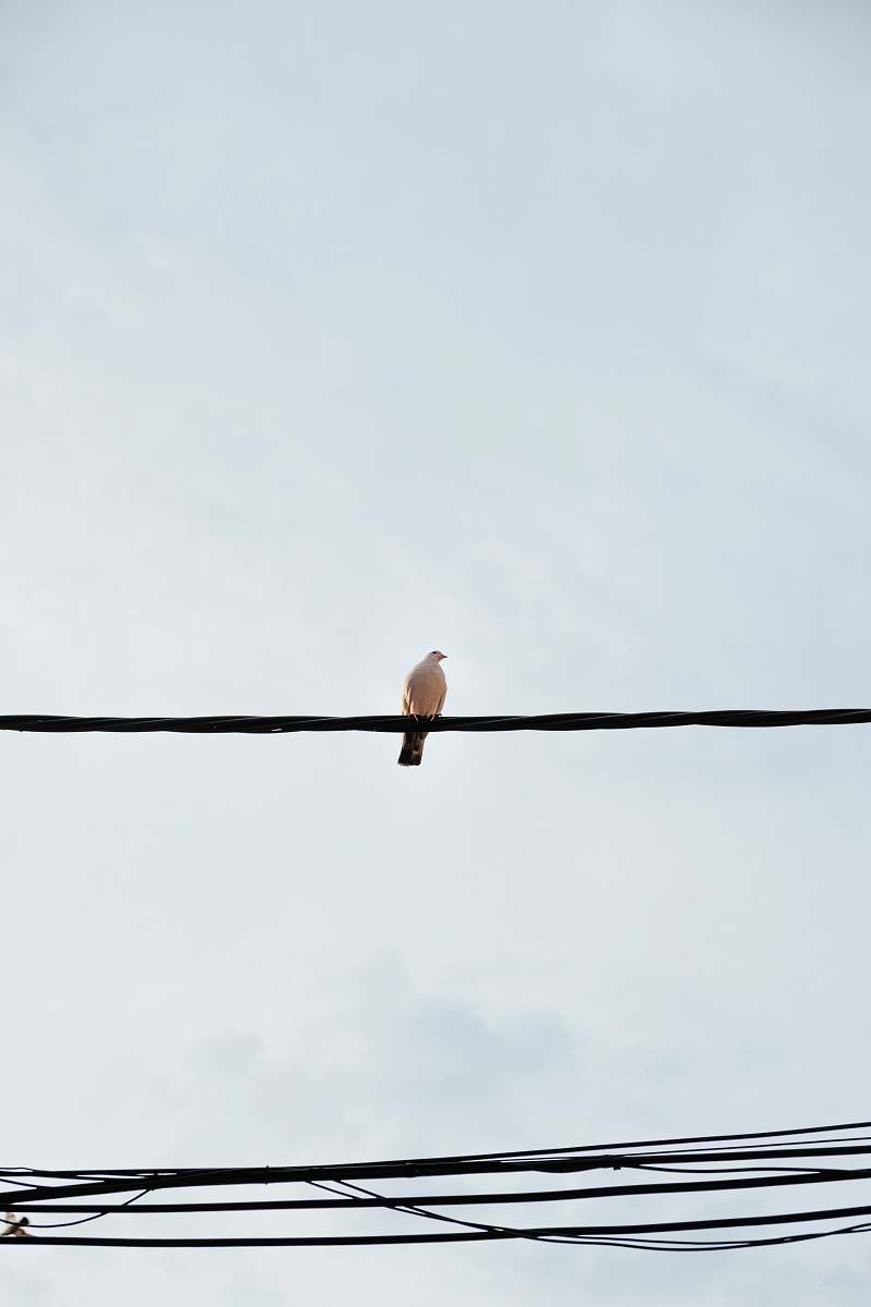 bird bird perches on rope pigeon