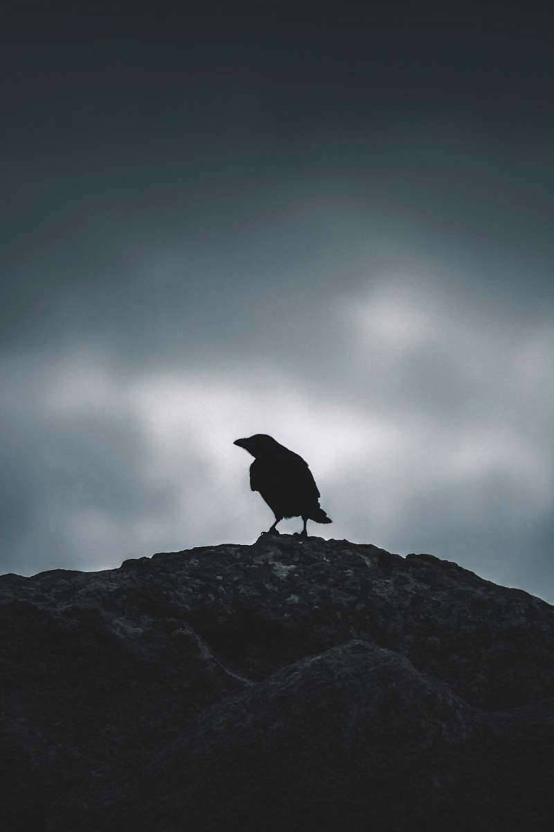 bird bird perching on ground grey
