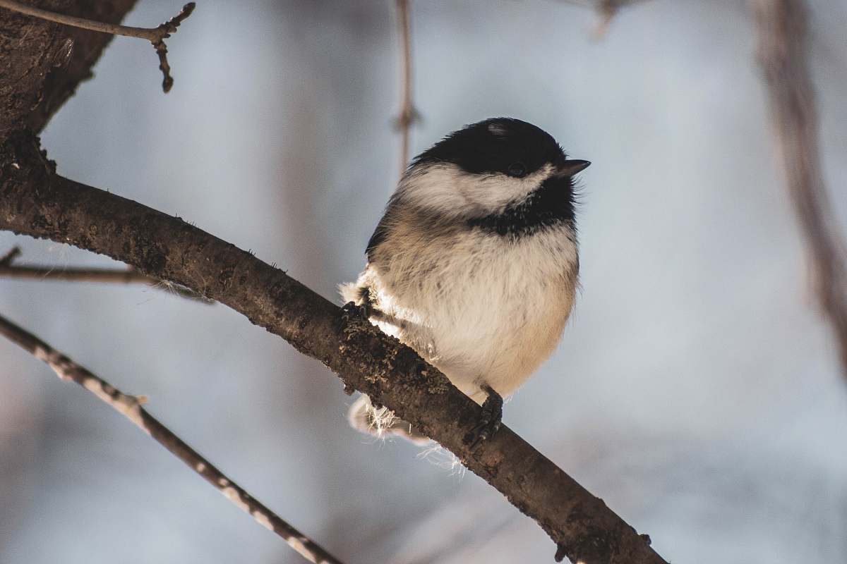bird bird perching on tree jay
