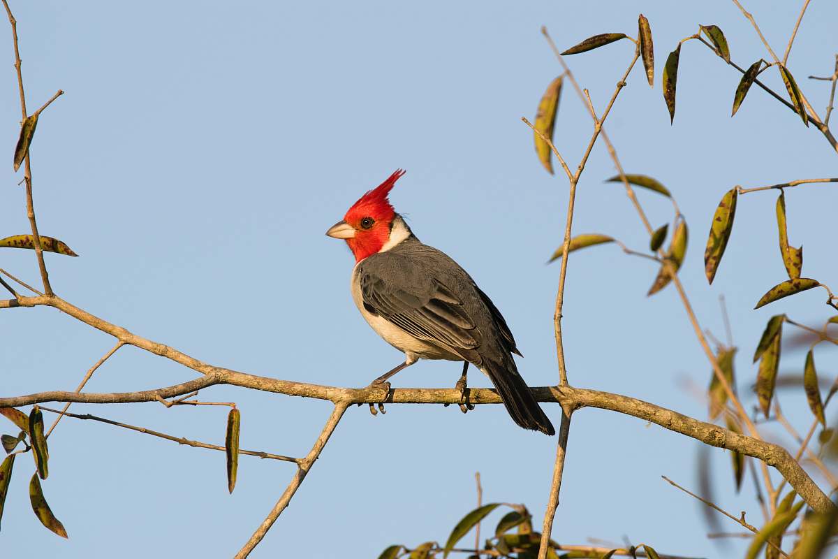 bird bird perching on tree branch finch