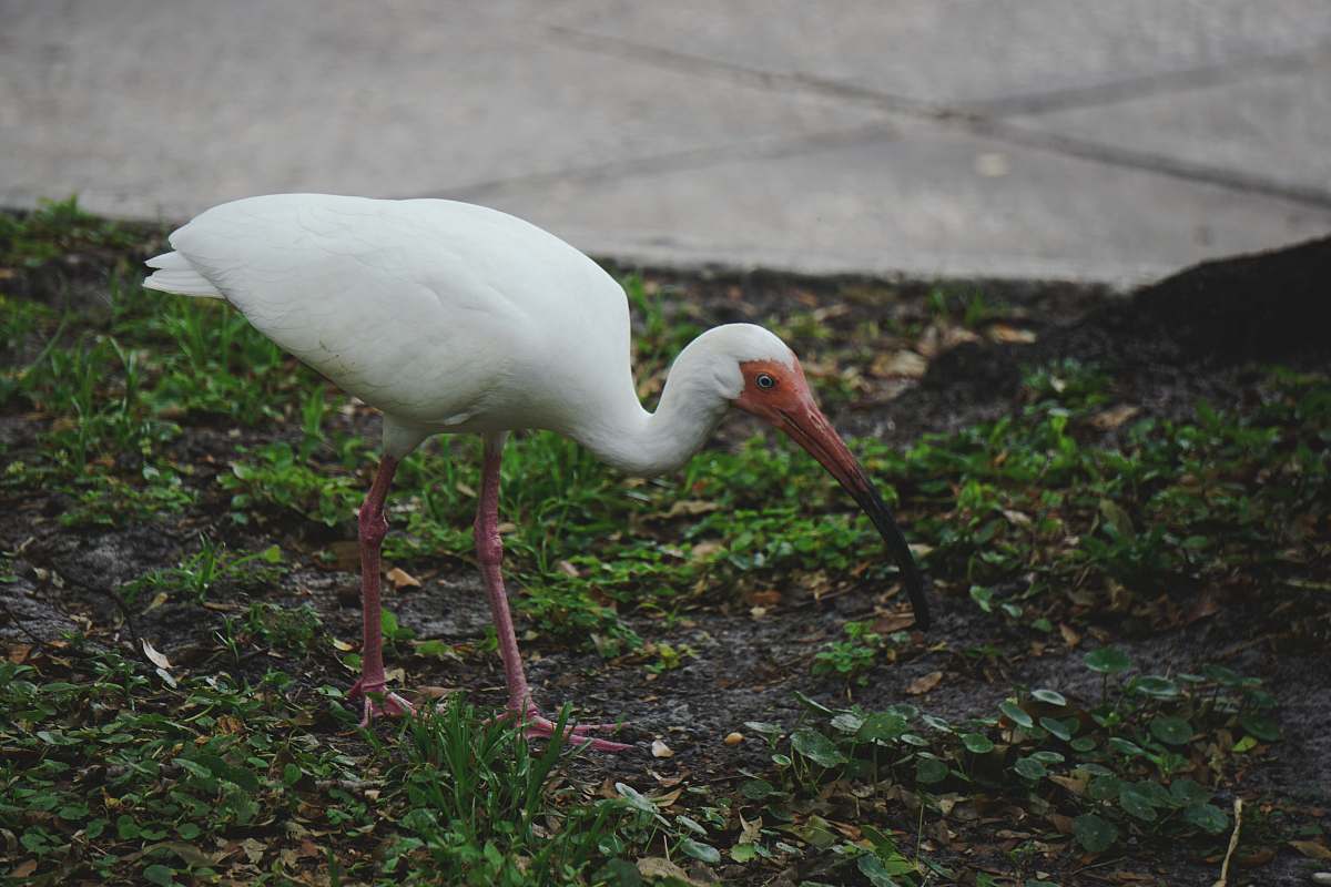 bird bird standing on grass waterfowl