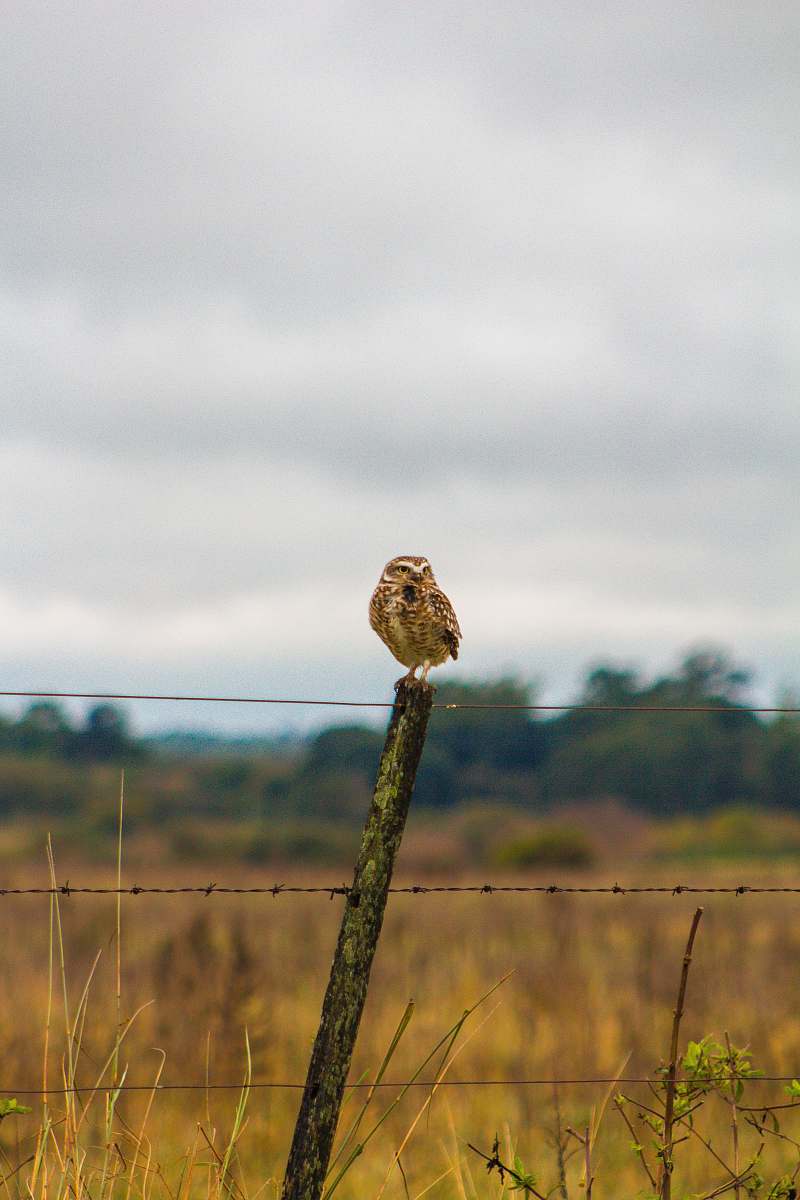 bird bird standing on pole anthus
