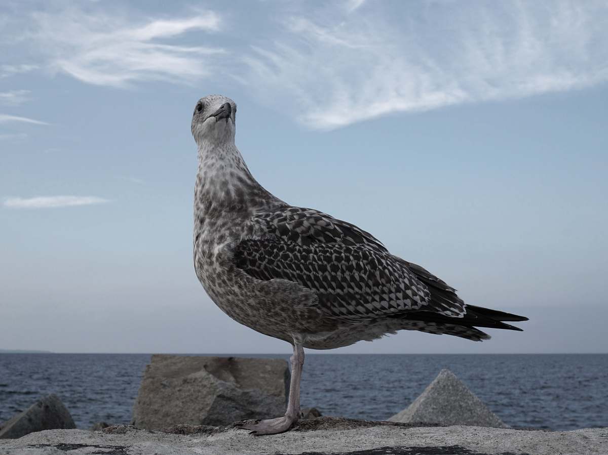 bird bird standing on stone seagull