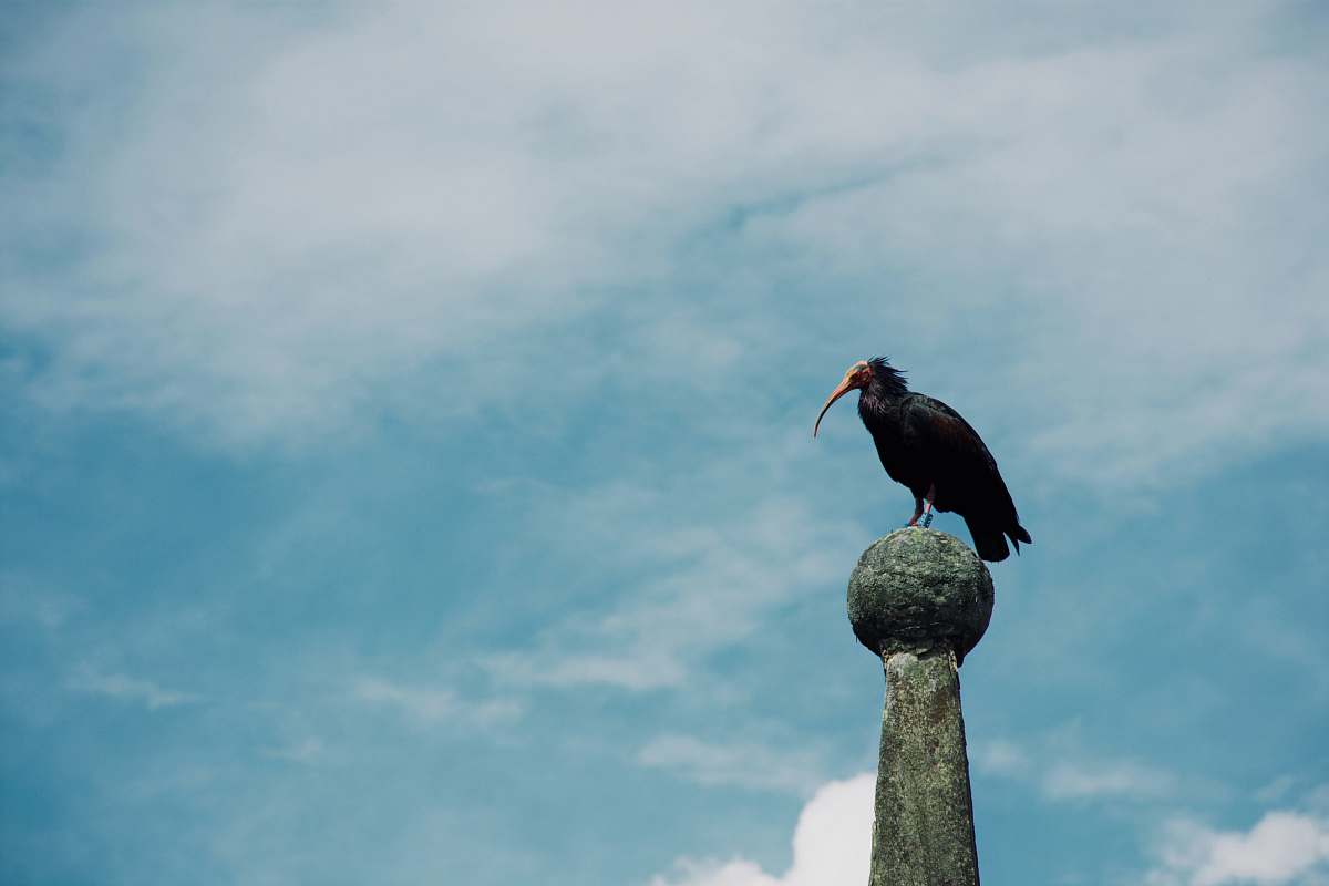 bird bird standing on tower vulture