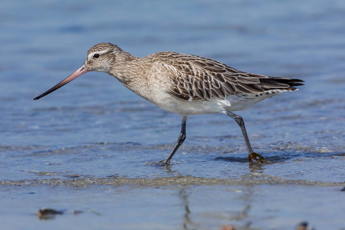 bird bird walking on body of water beak