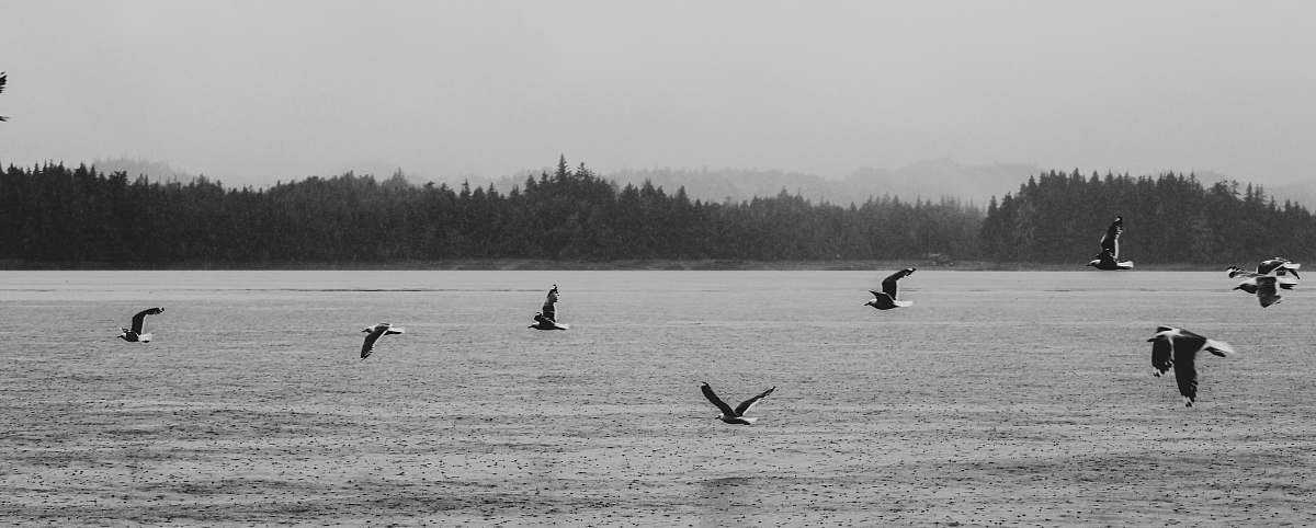 bird birds on mid air above water black-and-white