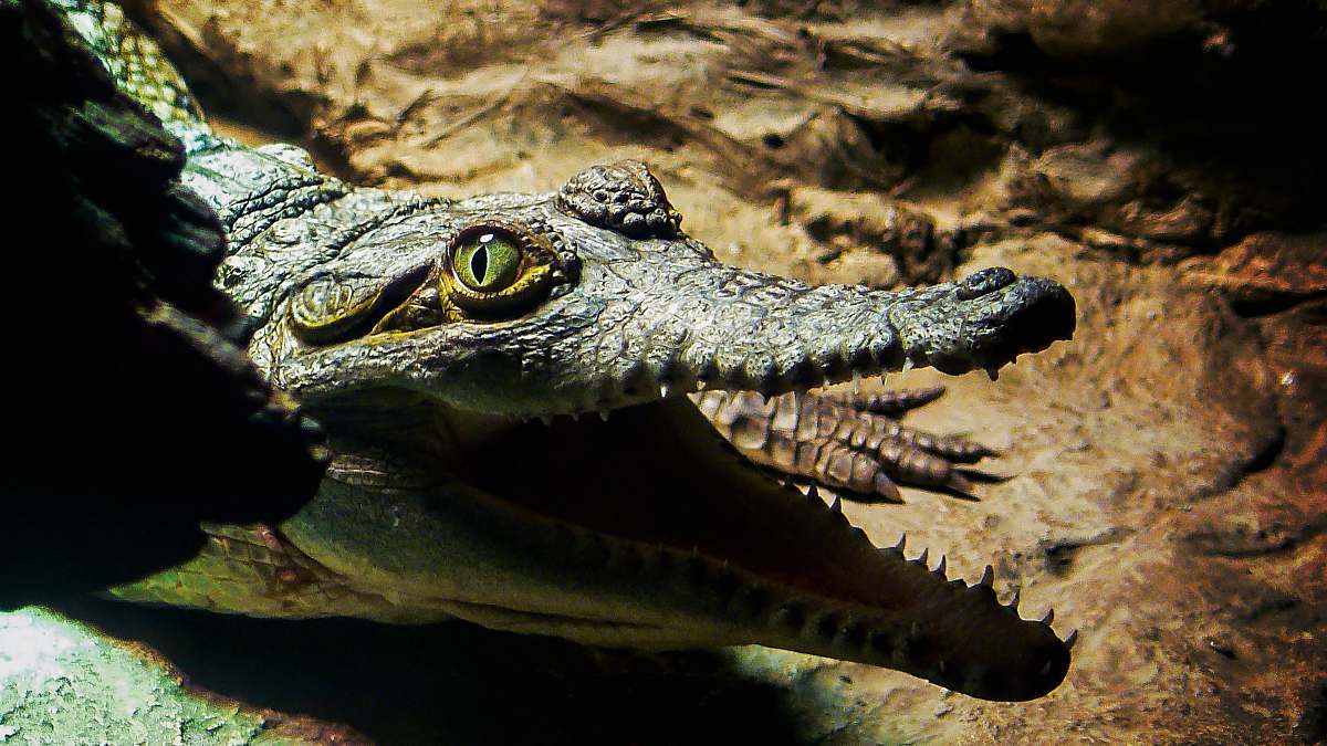lizard black alligator close-up photography reptile