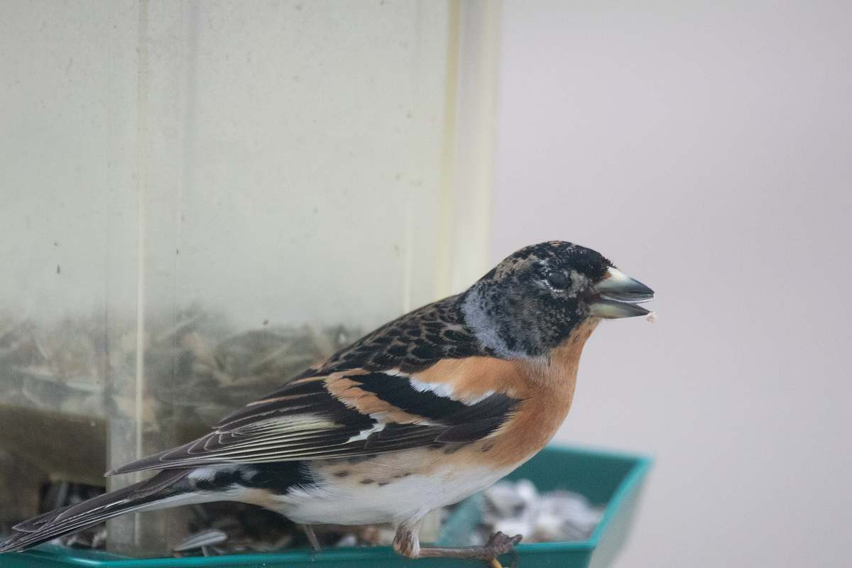 bird black and brown bid bird feeder