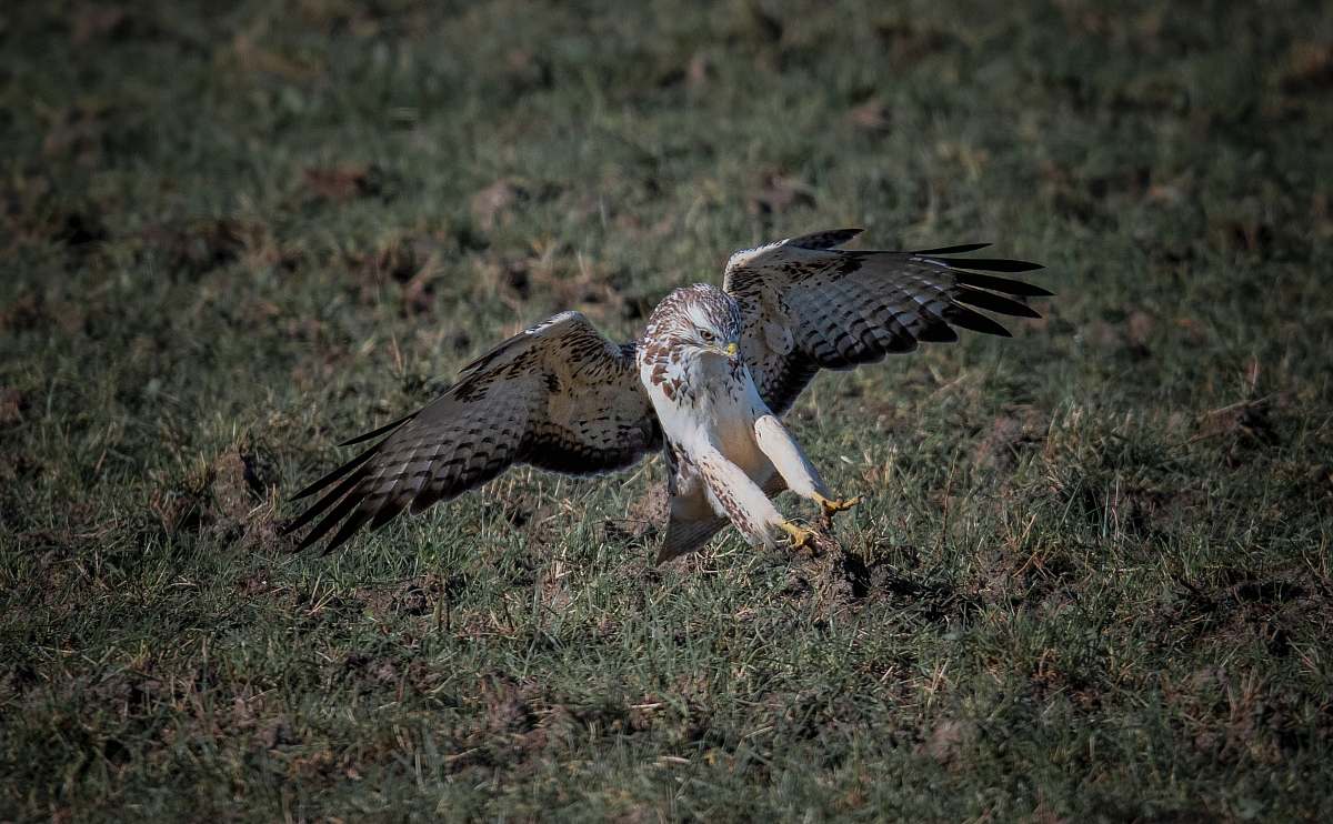 bird black and brown bird landing on green grass buzzard