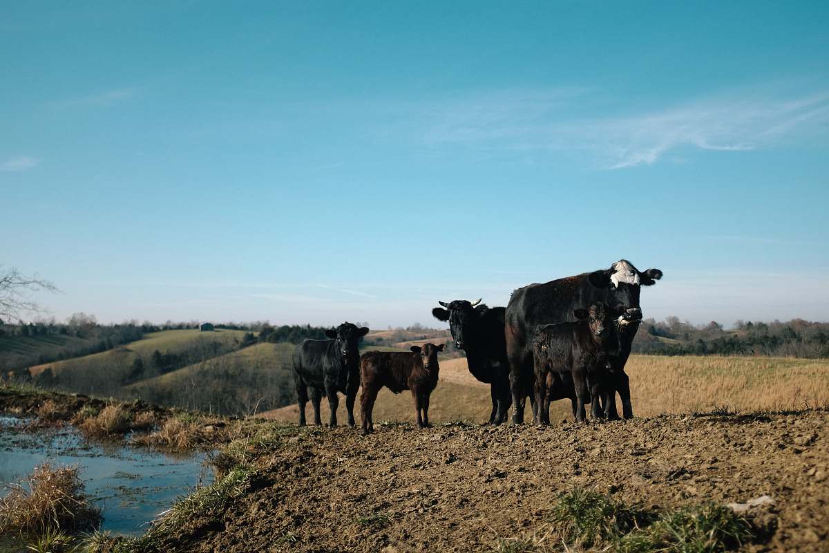 cattle black and brown cattle near river during daytime cow