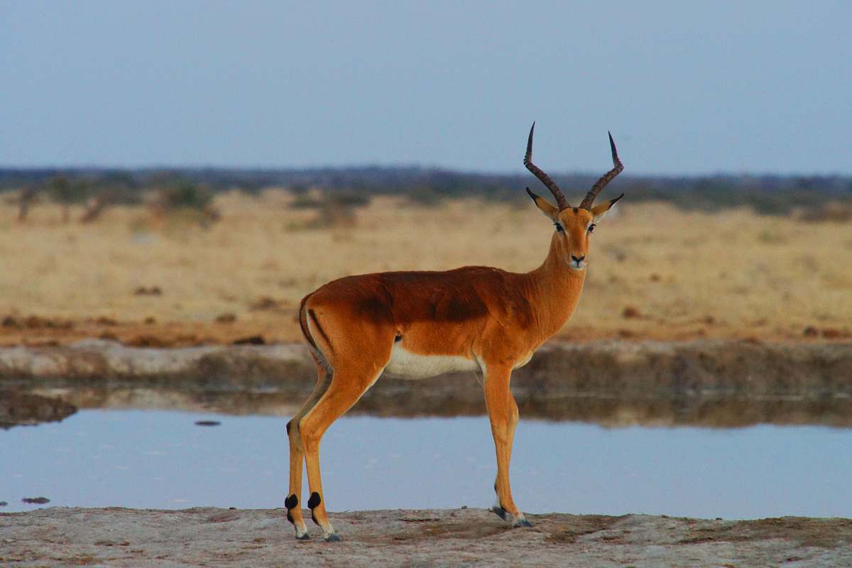 mammal black and brown deer near body of water antelope