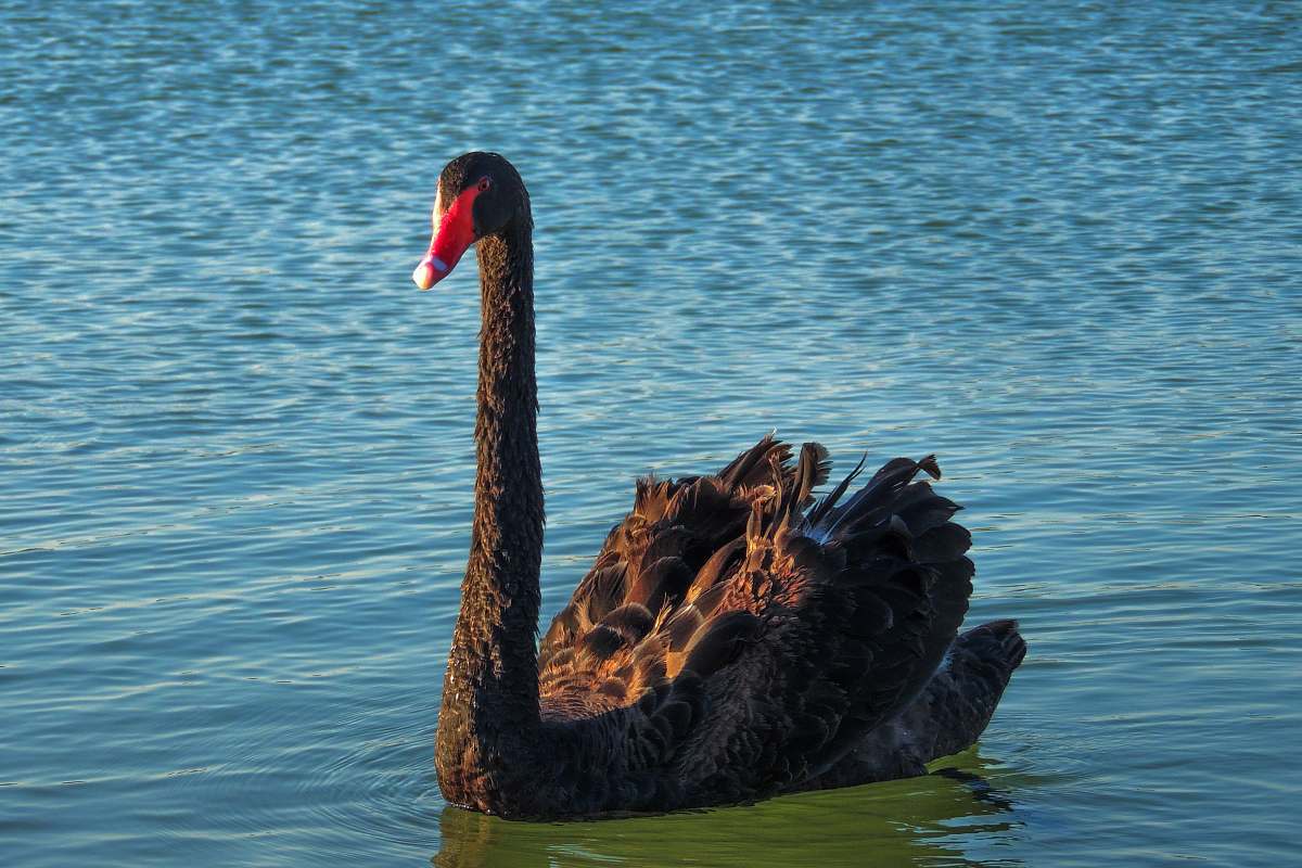 bird black and brown duck on ocean waterfowl