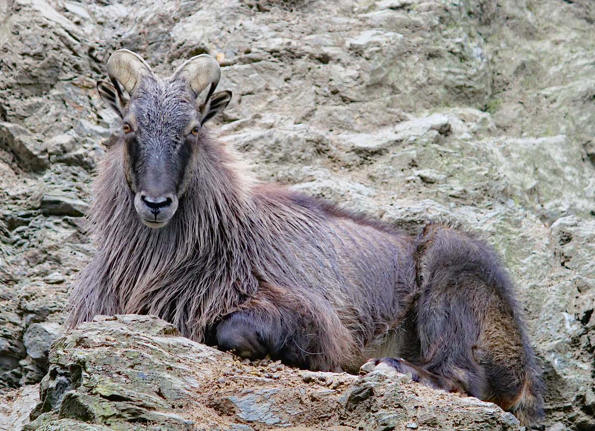 mammal black and brown goat kangaroo